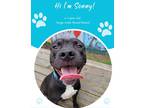 Adopt Sonny a Black Terrier (Unknown Type, Medium) / Mixed Breed (Medium) /