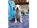 Adopt Pisces a White American Pit Bull Terrier / Mixed Breed (Medium) / Mixed