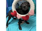 Adopt Diamond a Black Labrador Retriever / Great Dane / Mixed (short coat) dog