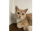 Adopt Wrigley a Orange or Red American Shorthair (short coat) cat in Osceola
