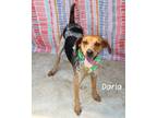 Adopt Darla a Treeing Walker Coonhound / Mixed dog in Gautier, MS (41534366)