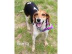 Adopt Spanky a Beagle / Mixed dog in Gautier, MS (41534364)