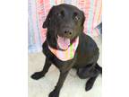 Adopt Morgan a Labrador Retriever / Mixed dog in Gautier, MS (41534363)