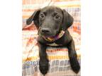 Adopt Mary a Labrador Retriever / Mixed dog in Gautier, MS (41534361)