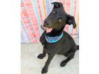 Adopt Virgo a Labrador Retriever / Mixed dog in Gautier, MS (41534360)