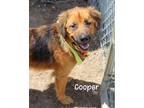 Adopt Cooper a German Shepherd Dog / Mixed dog in Gautier, MS (41534356)