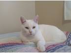 Adopt Ziggy a White American Shorthair / Mixed (short coat) cat in Elizabeth