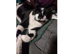 Adopt will feral a Black & White or Tuxedo Domestic Shorthair / Mixed (short