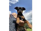 Adopt Stanley & Sadie a Black - with Tan, Yellow or Fawn Miniature Pinscher /
