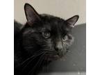 Adopt Shadow a Domestic Shorthair / Mixed cat in Sheboygan, WI (41554113)