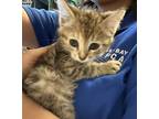 Adopt Gumdrop a Domestic Shorthair / Mixed cat in Oakland, CA (41554112)