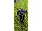 Adopt WARMHEARTED WINNIE a Black - with White Labrador Retriever / Mixed dog in