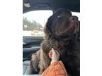 Adopt Lottie a Brown/Chocolate Newfoundland / Mixed dog in Mishawaka