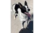 Adopt Captain a Black - with White Australian Cattle Dog / Border Collie / Mixed