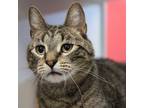 Adopt Twitch a Domestic Shorthair / Mixed cat in Des Moines, IA (41554108)