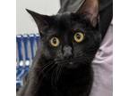 Adopt Shadow -- Bonded Buddy With Shar a Domestic Mediumhair / Mixed cat in Des