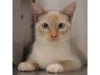 Adopt Sunny a Siamese / Mixed cat in Des Moines, IA (41554101)