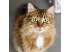 Adopt Thea -- Bonded Buddy With June a Domestic Longhair / Mixed cat in Des