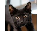 Adopt Leo a Domestic Shorthair / Mixed cat in Des Moines, IA (41554096)