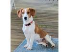 Adopt Justine a Dachshund / Mixed dog in Fond du Lac, WI (41550634)