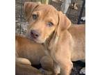 Adopt Mary Puppins a Mixed Breed (Medium) / Mixed dog in Fond du Lac
