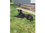 Adopt Jay Z a Labrador Retriever / Mixed dog in Fond du Lac, WI (41550632)