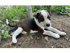 Adopt Tori a Mixed Breed (Medium) / Mixed dog in Fond du Lac, WI (41554168)