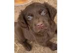 Adopt Tolin a Mixed Breed (Medium) / Mixed dog in Fond du Lac, WI (41554165)