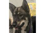 Adopt Merrick - Bonded Buddy With Maylee a German Shepherd Dog / Mixed dog in
