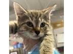 Adopt Deliah a Domestic Shorthair / Mixed cat in Des Moines, IA (41554092)