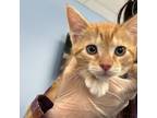 Adopt Tigger a Domestic Shorthair / Mixed cat in Des Moines, IA (41554090)