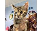 Adopt Callie a Domestic Mediumhair / Mixed cat in Des Moines, IA (41554089)
