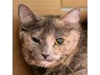 Adopt Stella Junior a Domestic Shorthair / Mixed cat in Des Moines