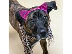 Adopt Miley a Hound (Unknown Type) / Mixed dog in Des Moines, IA (41554085)