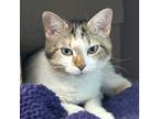 Adopt Lemon Ice a Domestic Shorthair / Mixed cat in Des Moines, IA (41554081)