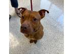 Adopt Flynn a American Pit Bull Terrier / Mixed dog in Des Moines, IA (41554079)