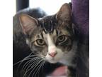 Adopt Channing a Domestic Shorthair / Mixed cat in Des Moines, IA (41554077)