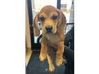 Adopt Peanut Butter* (aka Peanut*) a Beagle / Mixed dog in Pomona, CA (41554074)