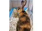 Adopt Pikachu a Other/Unknown / Mixed rabbit in Lincoln, NE (41554071)