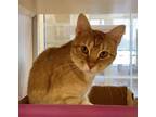 Adopt Cider a Domestic Shorthair / Mixed cat in Lincoln, NE (41554069)