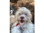 Adopt Milkshake a Shih Tzu / Mixed dog in Lincoln, NE (41554065)