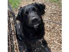 Adopt Mike a Labrador Retriever / Mixed dog in Lincoln, NE (41554063)