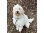 Adopt Daenerys a Labradoodle / Mixed dog in Lincoln, NE (41554062)
