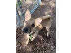 Adopt Brittany a Terrier (Unknown Type, Medium) / Shiba Inu / Mixed dog in