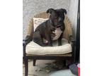 Adopt Chopper a Black - with White American Pit Bull Terrier / Bull Terrier /