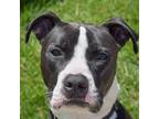 Adopt Cole a Black - with White Boxer / Labrador Retriever / Mixed dog in