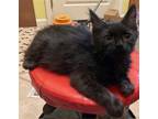 Adopt Sully (bonded with Scotty) a All Black Domestic Shorthair / Mixed cat in