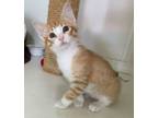 Adopt Foxfire a Domestic Mediumhair / Mixed (short coat) cat in Cambria