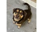 Adopt Barksley a Mixed Breed (Medium) / Mixed dog in Spokane Valley