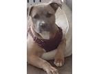 Adopt Coco a Black - with Tan, Yellow or Fawn Staffordshire Bull Terrier / Mixed